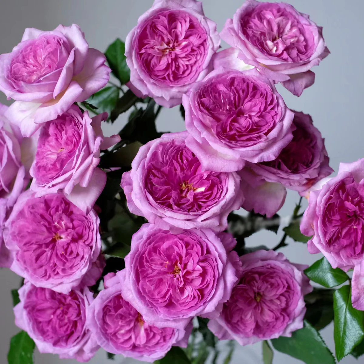 Тьерри Маркс (Thierry Marx)