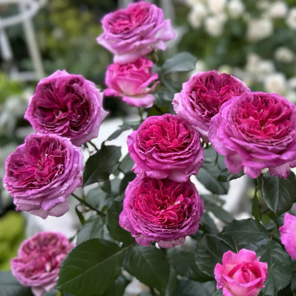 Тьерри Маркс (Thierry Marx)