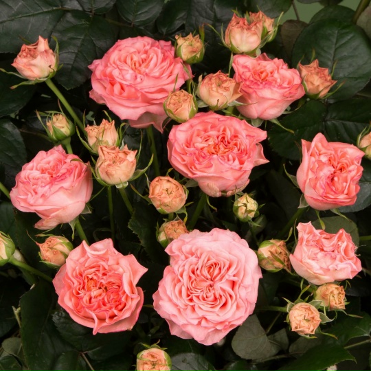 Бабушка Finest Мэри (Grandma’s Finest Mary)