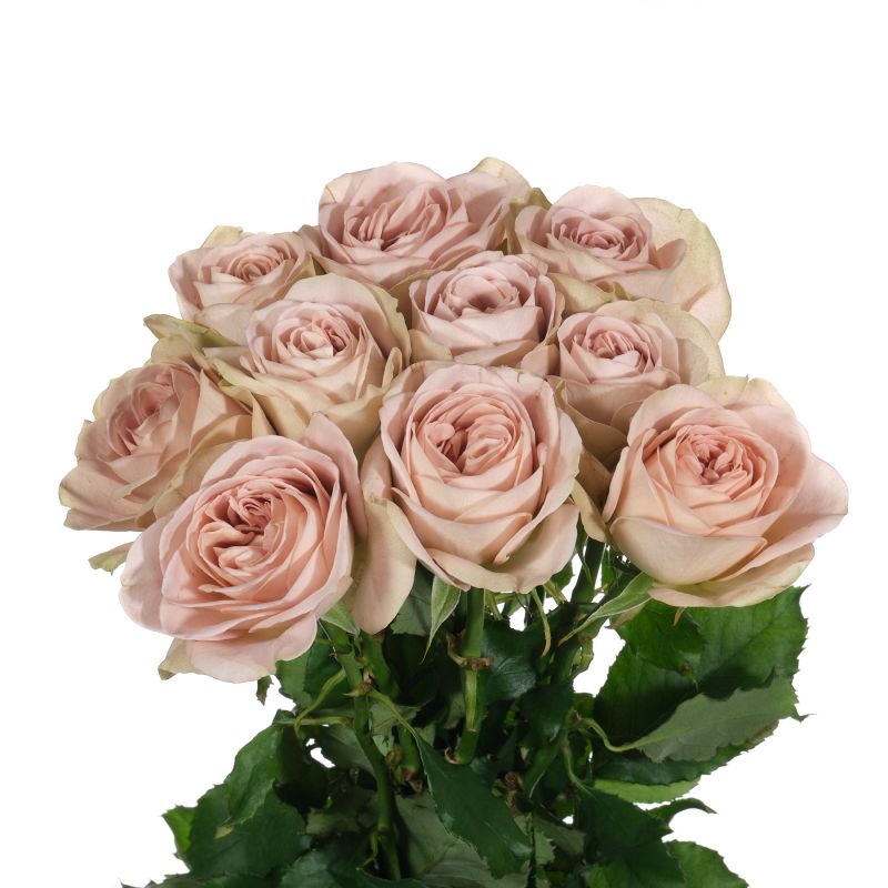 Нотр Дам (Notre Dame GR)