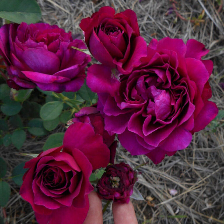 Вельвети Твайлайт (Velvety Twilight)