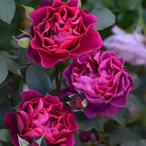 Вельвети Твайлайт (Velvety Twilight)