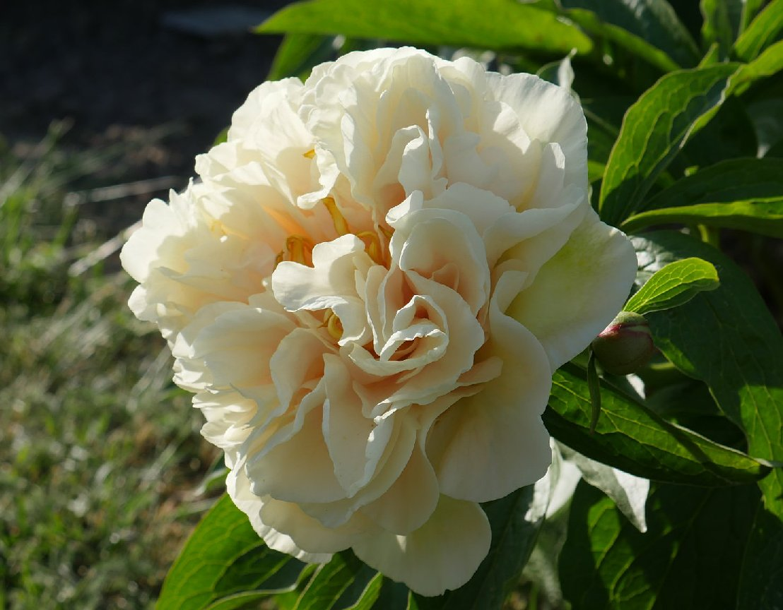 Sunny Girl ( «Санни Гёрл», или «Солнечная девочка»).