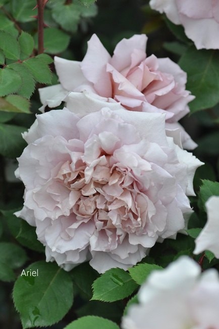 Ариэль (Ariel)