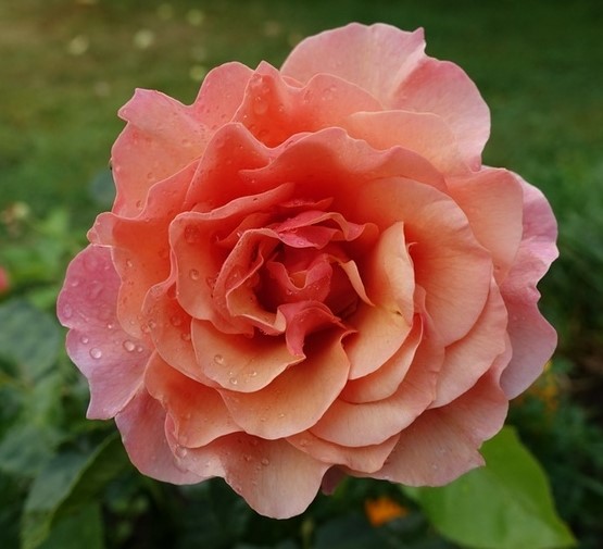 Вумен'с Чойс (Women's Choice)