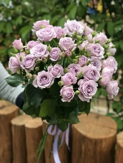 Стерлинг Сенсейшн (Sterling Sensation)