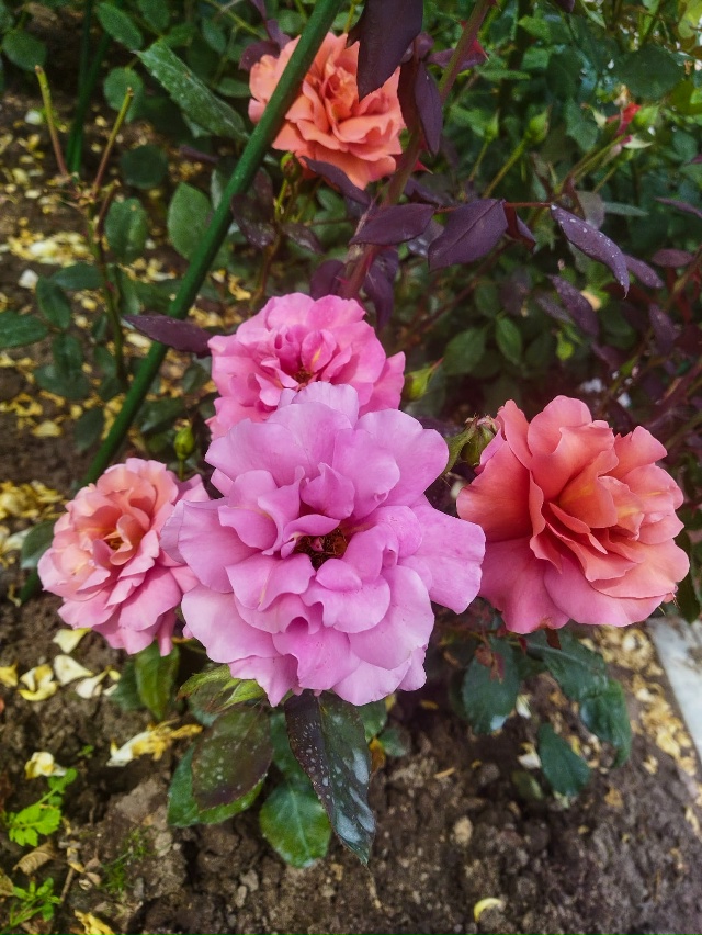 Эспрессо (Espresso)