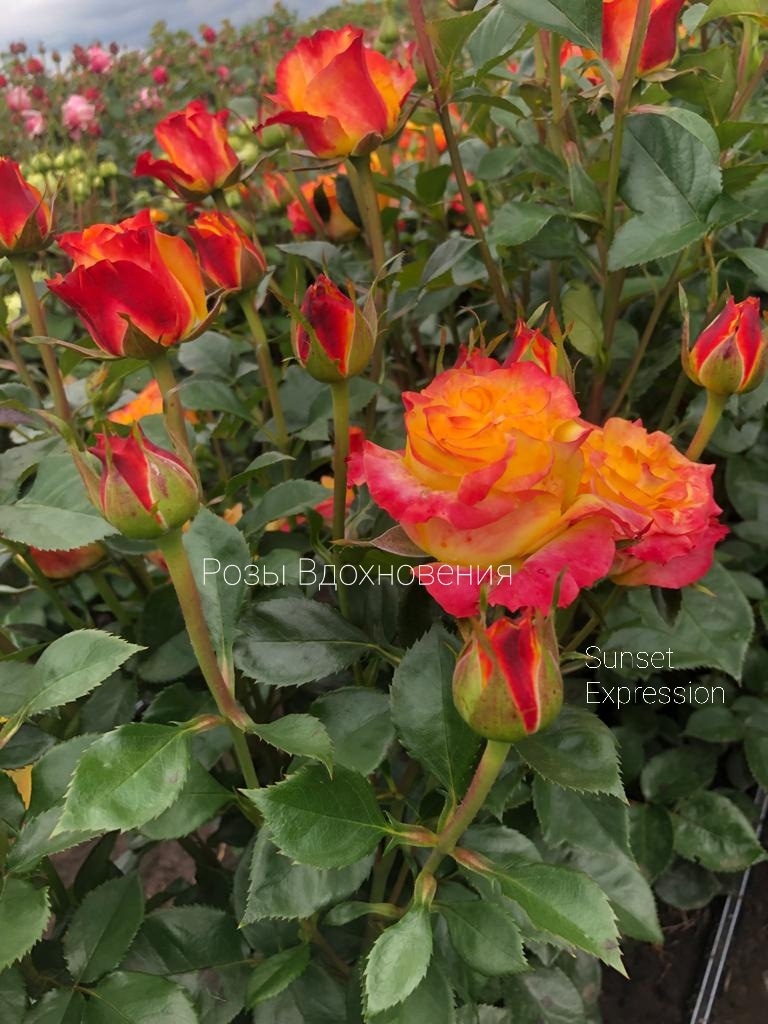 Сансет Экспрешн (Sunset Expression)