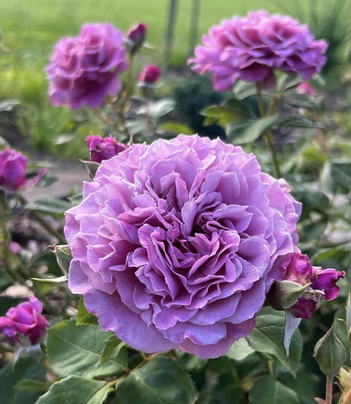 Юмемурасаки (Yumemurasaki)