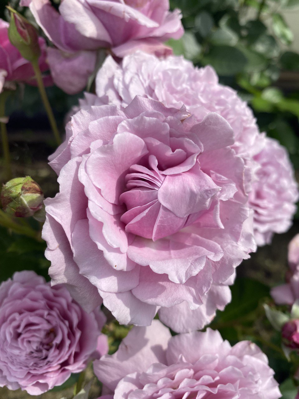 Юмемурасаки (Yumemurasaki)