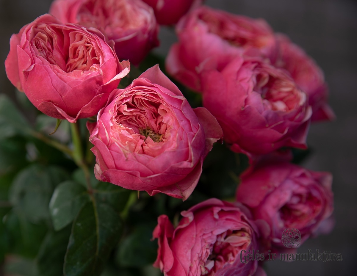 Джульетта Цериз (Julietta Cerise)