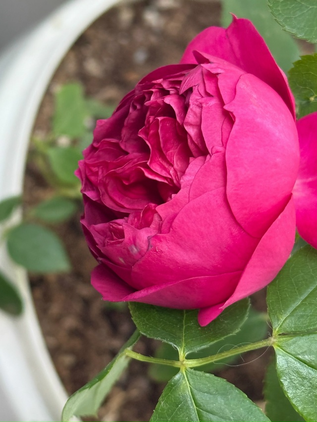 Отон Руж (Autumn Rouge)