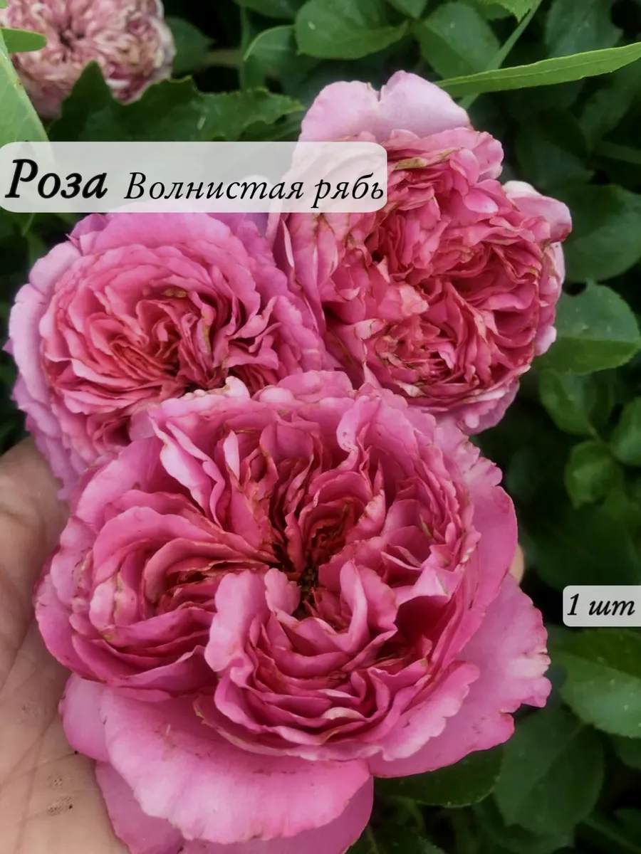 Волнистая рябь(Wavy Ripples)