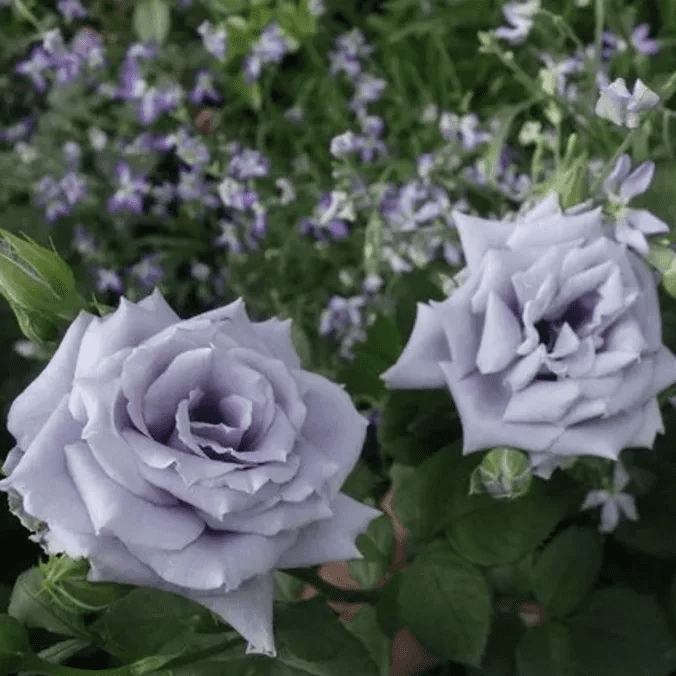 Блу Хевн (Blue Heaven)