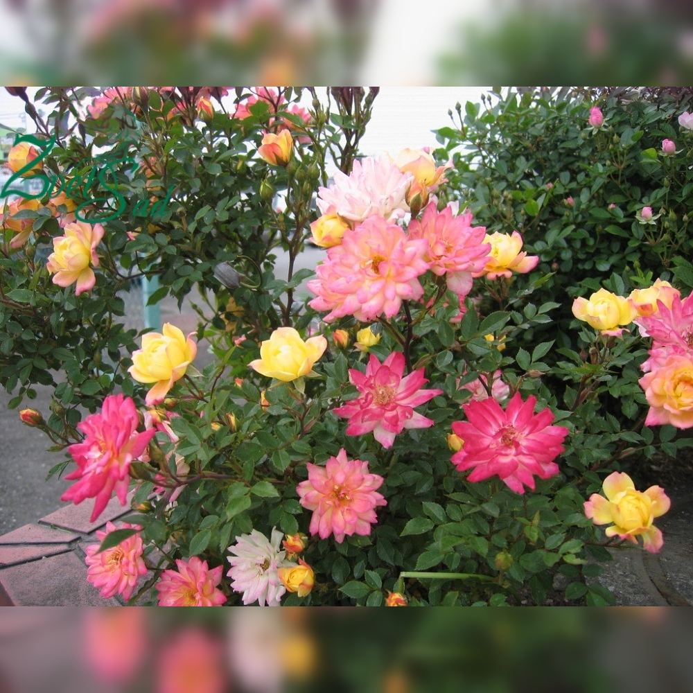 Бэби Маскарад (Baby Masquerade)