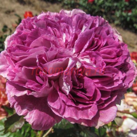 Пенни оу Спешиал Гёл (Penni Our Special Girl)