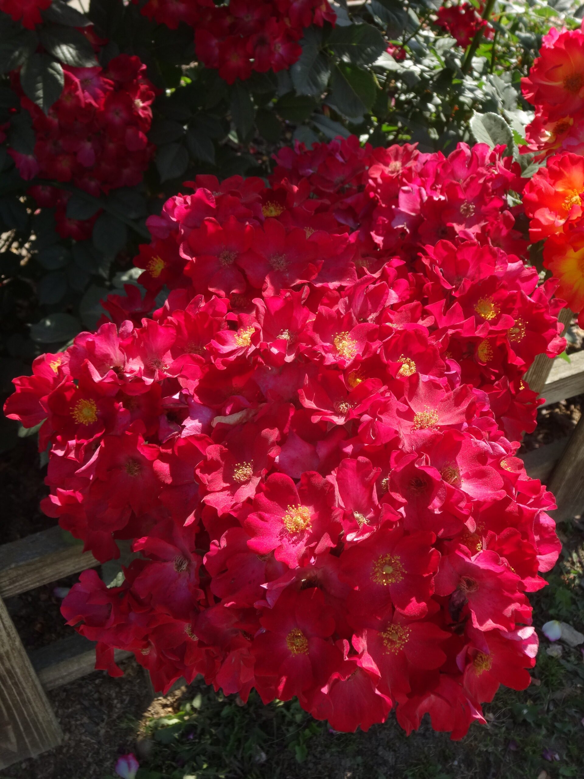 Поппи Роуз (Poppy Rose)