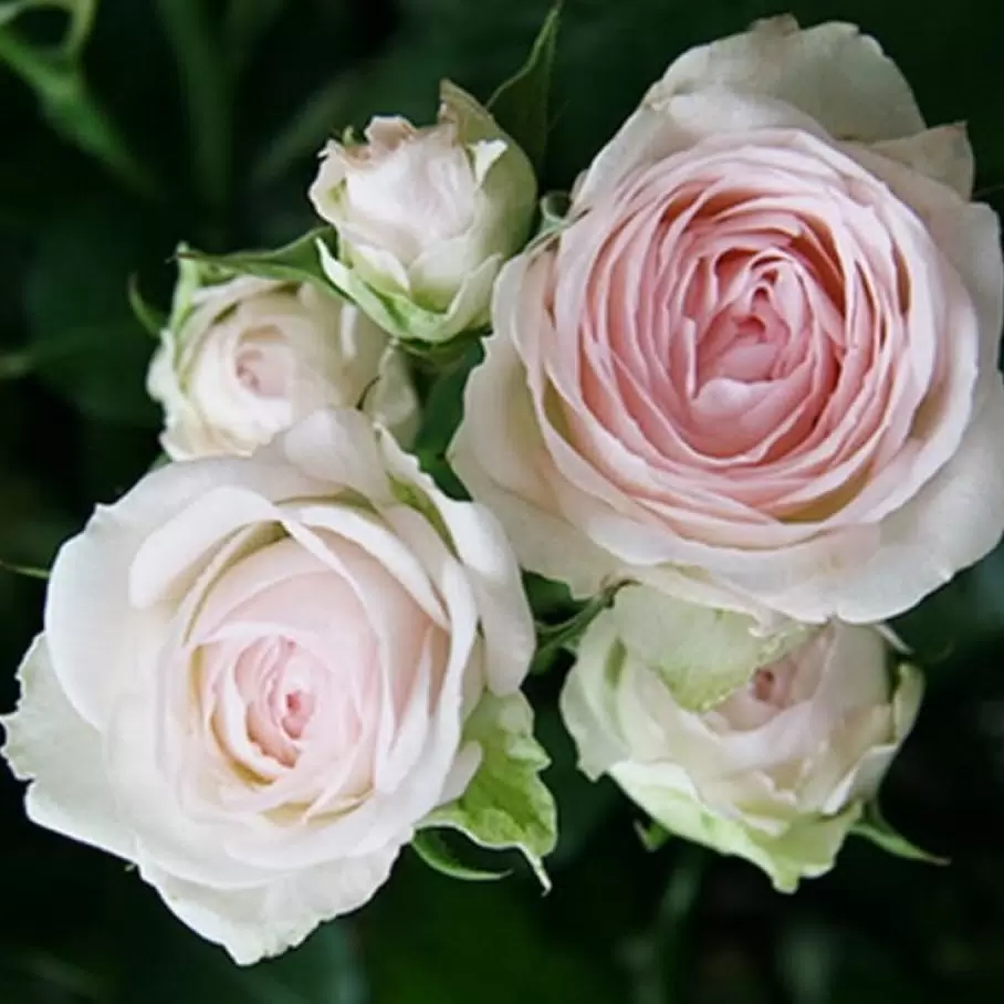 Порселейн Лейс Кустовая (Porcelain Lace)