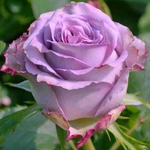 Авангард (Avant Garde)