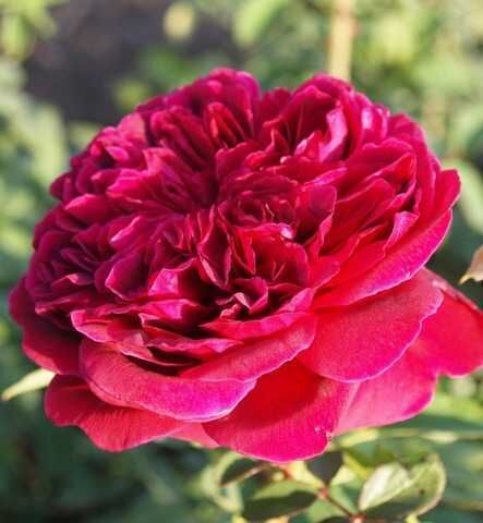 Роза Алан Сушон (Alain Souchon)