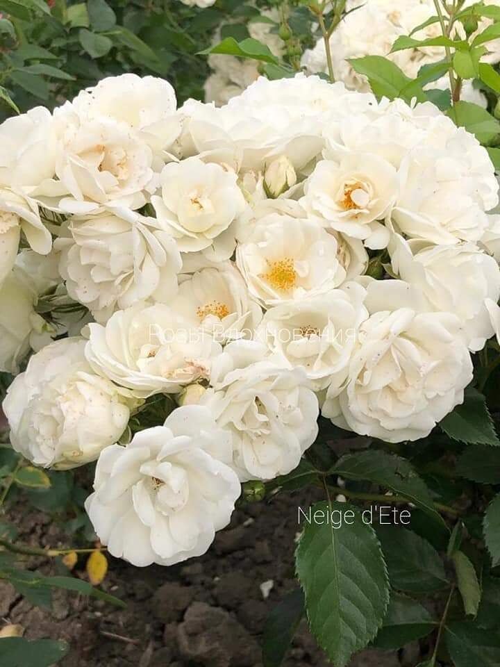 Нэж д Этэ (Neige d'Ete)