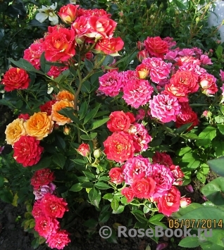 Чили Клементин (Chili Clementine)