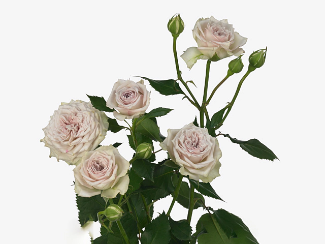 Сильвер Рейн (Silver Rain)