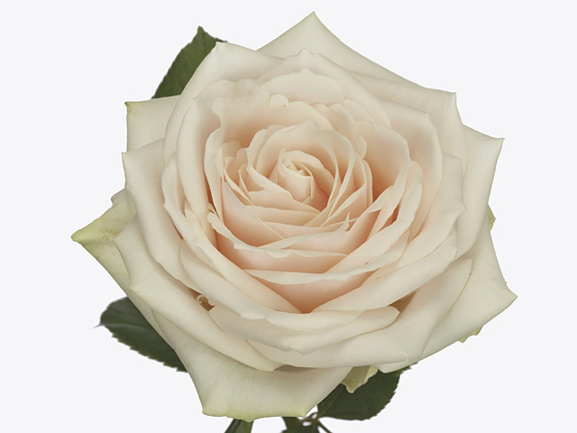 Дорчестер (Dorchester)