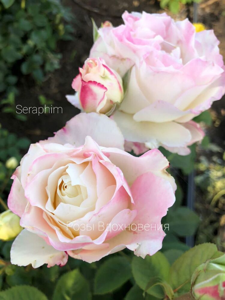 Серафим (Seraphim)