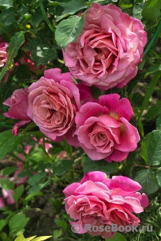 Роза Агнес Шиллингер (Agnes Schilliger)