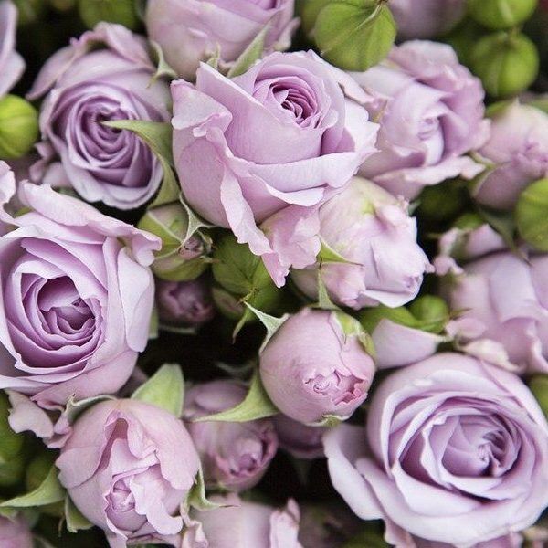 Стерлинг Сенсейшн (Sterling Sensation)