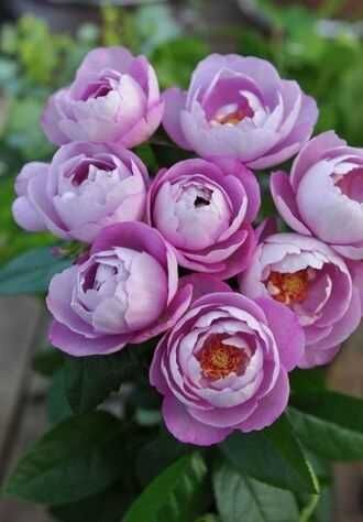 Буль де Парфюм (Boul De Parfum)