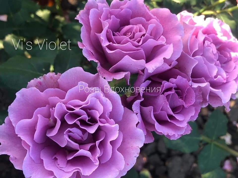 Вис Виолет (Vi's Violet)