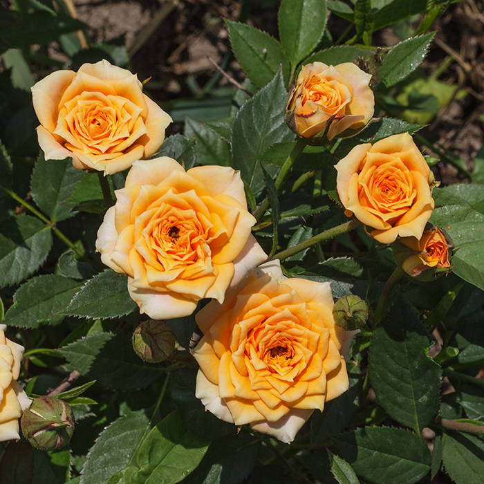 Клементина (Clementine)