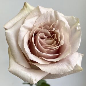 Квиксанд (Quicksand)