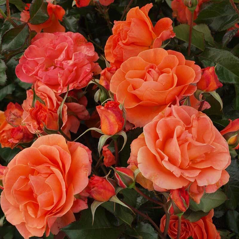 Таттон (Tatton)