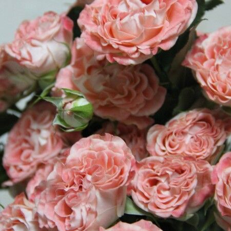 Фэйр Флау (Fair Flow)