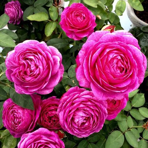 Хайди Клум (Heidi Klum)