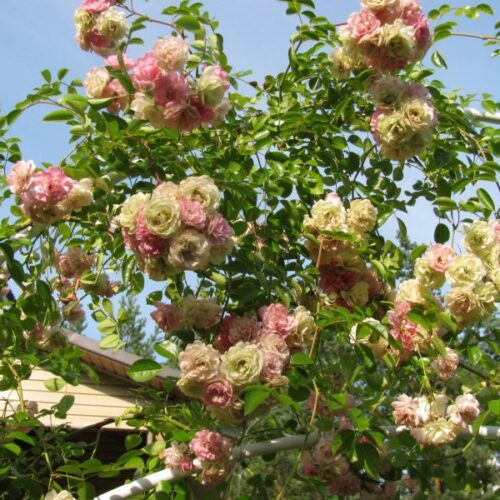 Утигорд Фоллс (Utigord Falls)