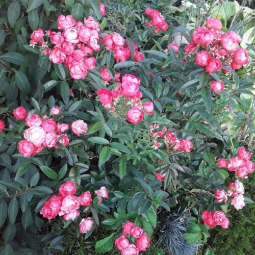 Пинк Морсдаг (Pink Morsdag)