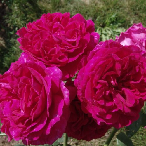 Роза Софи Роуз (Sophy’s Rose)