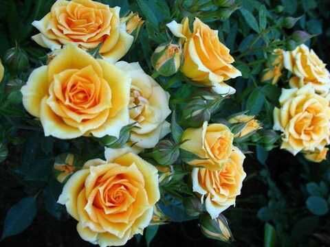 Клементина (Clementine)