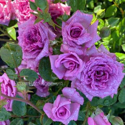 Лавендер Джуэл (Lavender Jewel)