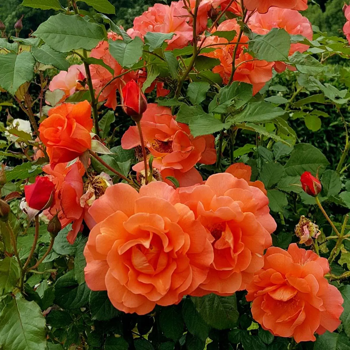 Роза Вестерланд (Westerland)