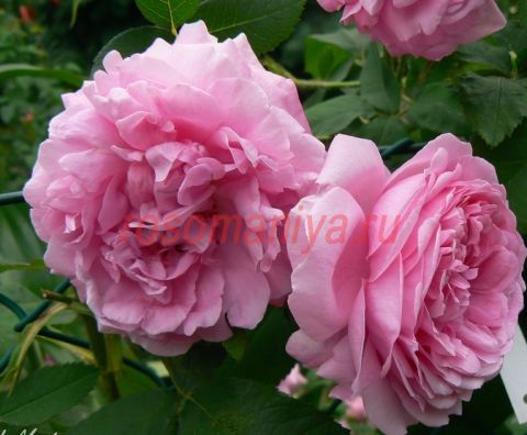 Комт де Шамбор (Comte de Chambord)