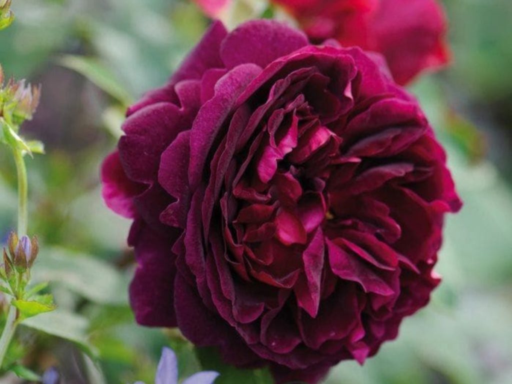 Манстед Вуд (Munstead Wood)