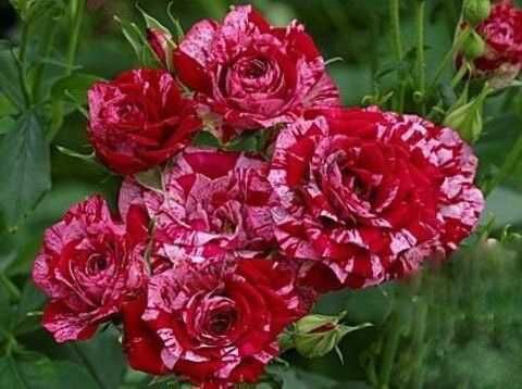 Арроу Фолиес (Arrow Folies)