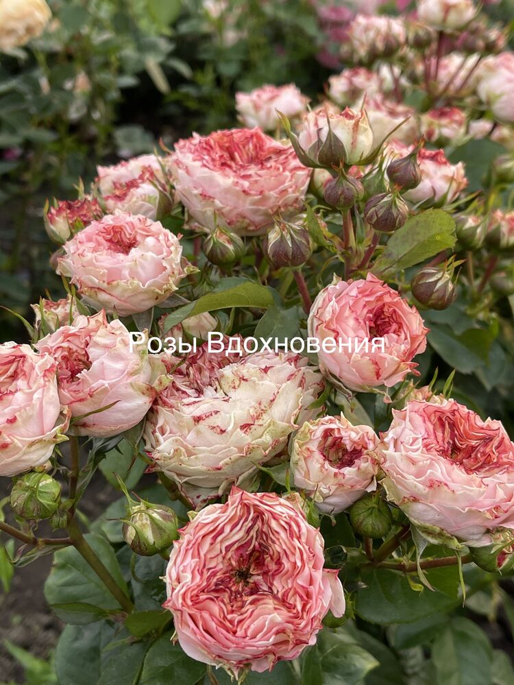 Бабушка Finest Мэри (Grandma’s Finest Mary)