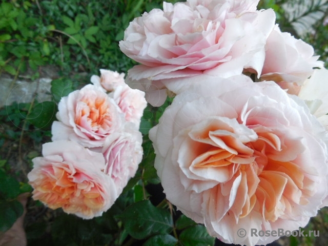 Кицуна (Kizuna)