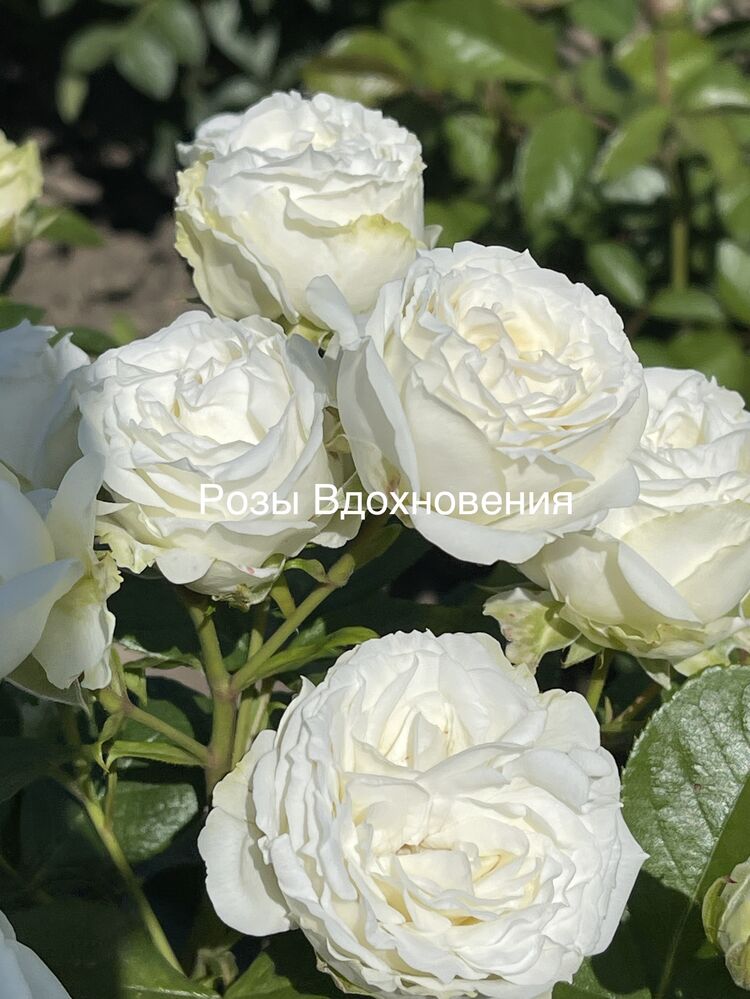 Бомбастик Вайт (Bombastic White)